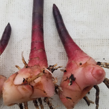 Insulin Plant Rhizome (Chamaecostus cuspidatus)