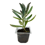 Kalanchoe Tomentosa | Chocolate Soldier | Panda Plant - Live Succulent Plant (Home & Garden)