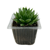 Haworthia Mucronata- Live Succulent Plant (Home & Garden)