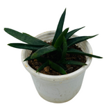 Aloe Black Gem (Alworthia 'Black Gem')- Live Succulent Plant (Home & Garden)