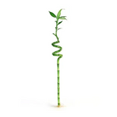 Lucky Bamboo Spiral 60cm