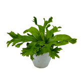 Asplenium Nidus Crissie Fern- Live Plant (Home & Garden)