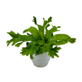 Asplenium Nidus Crissie Fern- Live Plant (Home & Garden)