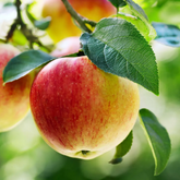 Apple Fruit Grafted (Malus domestica)- Live Fruit Plant (Home & Garden)