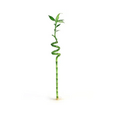 Lucky Bamboo Spiral 40cm