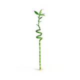 Lucky Bamboo Spiral 40cm