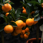 Chinese Sweet Orange Grafted Live Fruit Plant (Home & Garden)