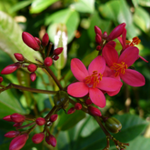 Jatropha (Nettlespurges) - Flowering/Ornamental Live Plant (Home & Garden)