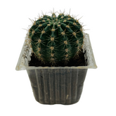 Ball Cactus / Echinopsis Calochlora - Live Plant (Home & Garden)