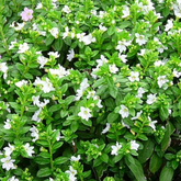 Khufiya | Cuphea Hyssopifolia (Kufiya) Mexican Heather | False Heather Flowering/Ornamental Live Plant (Home & Garden)