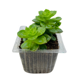 Echeveria Elegans Plant- Live Succulent Plant (Home & Garden)