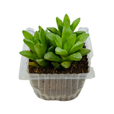 Small Haworthia Cymbiformis Plant- Live Succulent Plant (Home & Garden)