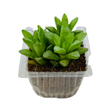 Small Haworthia Cymbiformis Plant- Live Succulent Plant (Home & Garden)