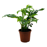 Monstera Adansonii | Broken Heart Plant- Live Plant (Home & Garden)