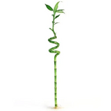 Lucky Bamboo Spiral 100cm