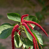 Acalypha Hispida | Chenille Plant | Poochavalan Plant - Flowering/Ornamental/Medicinal Live Plant (Home & Garden)
