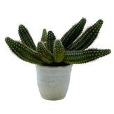 Peanut Cactus / Echinopsis chamaecereus - Live Cactus Plant In Pot (Home & Garden)