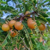 Red Nelli / Red Amla Grafted (Phyllanthus emblica) Live Fruit / Medicinal Plant (Home & Garden)