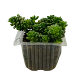 Cremnosedum ƒ??Little Gemƒ?? - Live Succulent Plant (Home & Garden)