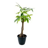 Pachira Money Plant Tree Braided | Malabar Chestnut (Pachira aquatica)- Live Plant in 12cm Pot (Home & Garden)