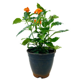 Kanakambaram | Aboli | Crossandra | Firecracker Flower (Crossandra Infundibuliformis) Flowering/Ornamental Live Plant (Home & Garden)