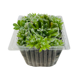 Sempervivum Arachnoideum ƒ??Cobweb house-leekƒ?�- Live Succulent Plant (Home & Garden)