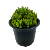 Haworthia Cymbiformis (Big) Plant- Live Succulent Plant (Home & Garden)