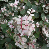Snow Bush (Breynia disticha) - Ornamental Live Plant (Home & Garden)
