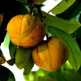 Elephant Apple | Chalta Plant (Dillenia Indica) Fruit Live Plant (Home & Garden)