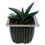 Gasteria Obliqua | Gasteria Bicolor Succulent Plant - Live Plant (Home & Garden)