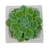 Echeveria Tippy Plant- Live Succulent Plant (Home & Garden)