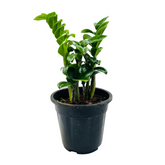 Zamioculcas zamiifolia ƒ??Zenziƒ?? Dwarf ZZ Plant- Live Plant in 5inch Pot (Home & Garden)