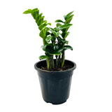 Zamioculcas zamiifolia ƒ??Zenziƒ?? Dwarf ZZ Plant- Live Plant in 5inch Pot (Home & Garden)