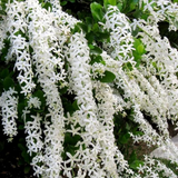 Sand paper Vine White / White Wreath (Petrea Volubilis) Wine Creeper Flowering/Ornamental Live Plant (Home & Garden)