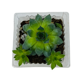 Lakshmi Kamal | Laxmi Kamal | sempervivum tectorum - Live Plant (Home & Garden)