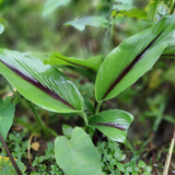 Black Turmeric Rhizome / Kari Manjal (Curcuma aeruginosa)