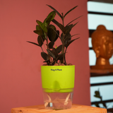 Zamioculcas Raven / Black ZZ Plant (Zamioculcas zamiifolia)- Live Plant (With Self-Watering Pot & Plant) (Home & Garden)