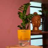 Zamioculcas zamiifolia ƒ??Zenziƒ?? Dwarf ZZ Plant- Live Plant (With Self-Watering Pot & Plant)