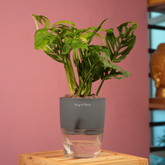 Monstera Adansonii | Broken Heart Plant- Live Plant (With Self-Watering Pot & Plant)