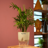 Chamaedorea Palm (Chamaedorea seifrizii) - Live Plant (With Self-Watering Pot & Plant)