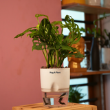 Monstera Adansonii | Broken Heart Plant- Live Plant (With Self-Watering Pot & Plant)