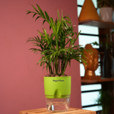 Chamaedorea Palm (Chamaedorea seifrizii) - Live Plant (With Self-Watering Pot & Plant)