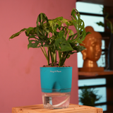 Monstera Adansonii | Broken Heart Plant- Live Plant (With Self-Watering Pot & Plant)