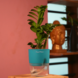 Zamioculcas zamiifolia ƒ??Zenziƒ?? Dwarf ZZ Plant- Live Plant (With Self-Watering Pot & Plant)