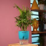 Chamaedorea Palm (Chamaedorea seifrizii) - Live Plant (With Self-Watering Pot & Plant)