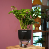 Monstera Adansonii | Broken Heart Plant- Live Plant (With Self-Watering Pot & Plant)