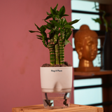 Lotus Bamboo / Lucky Bamboo - Live Plant (With Self-Watering Pot & Plant)