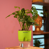 Monstera Adansonii | Broken Heart Plant- Live Plant (With Self-Watering Pot & Plant)