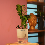 Zamioculcas zamiifolia ƒ??Zenziƒ?? Dwarf ZZ Plant- Live Plant (With Self-Watering Pot & Plant)