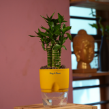 Lotus Bamboo / Lucky Bamboo - Live Plant (With Self-Watering Pot & Plant)